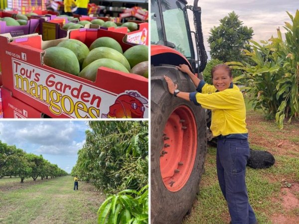 Petani di Australia Ini Sukses Bertanam Mangga, Kini Punya 70 Ribu Pohon