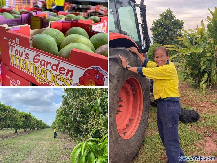 Petani mangga sukses di Australia